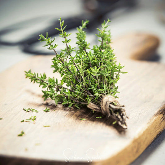 German Winter Thyme Herb Seeds