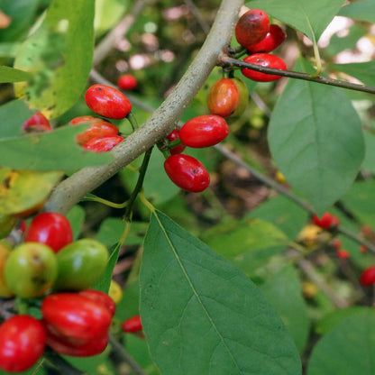 Spicebush Fruit Seeds