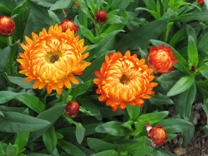 Everlasting Flower Seeds