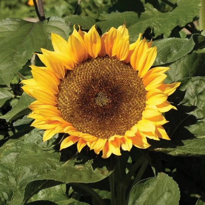 Semi di girasole Dwarf Sunspot