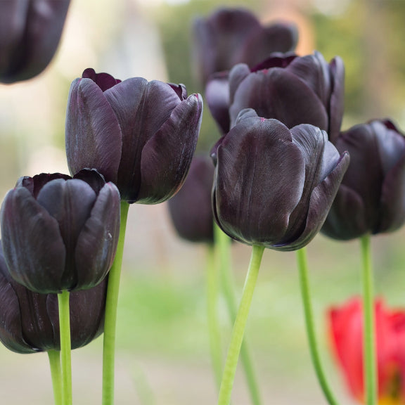 Tulip Black Flower seeds for Planting - Vibrant Colors, Heirloom & GMO Free Seeds for Home Garden
 
 Sale for planting in home garden.