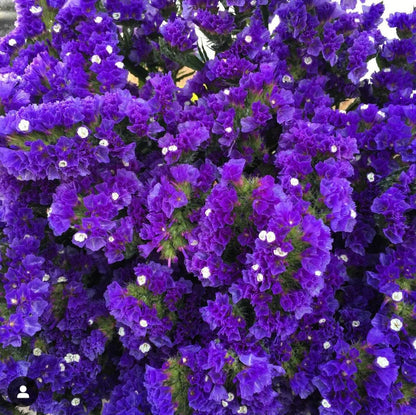 Sea Lavender  Flower(Statice) Seeds