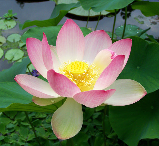 Sacred Lotus Seeds (Nelumbo nucifera) - Beautiful Aquatic Plant for Tranquil Garden Ponds