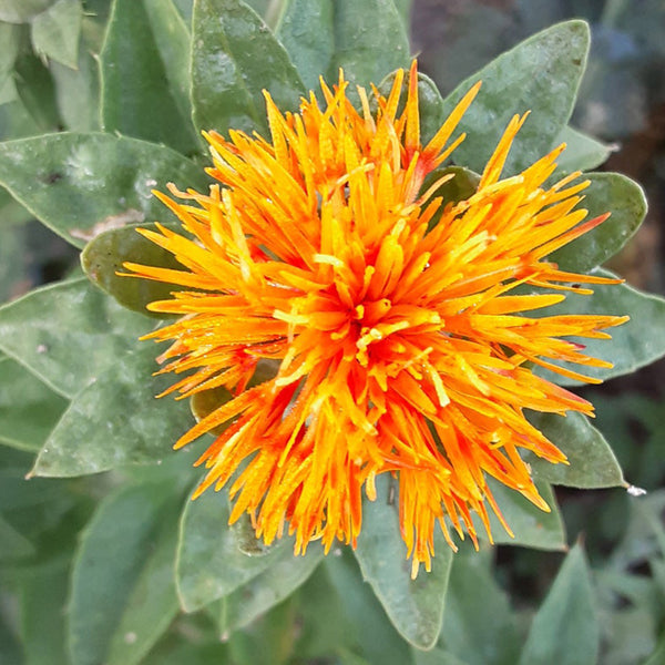 Safflower Flower seeds for Planting Colorful Display Heirloom & GMO Free Seeds for Home Garden 
 
 Sale seeds for home garden planting