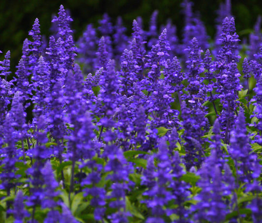 Purple Salvia Herb Seeds