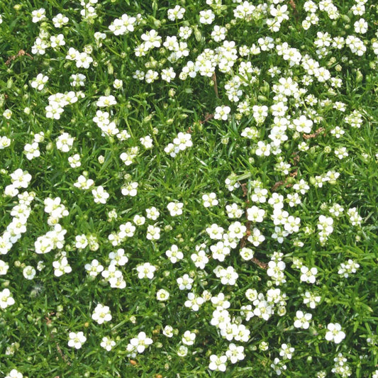 Irish Moss Herb Seeds