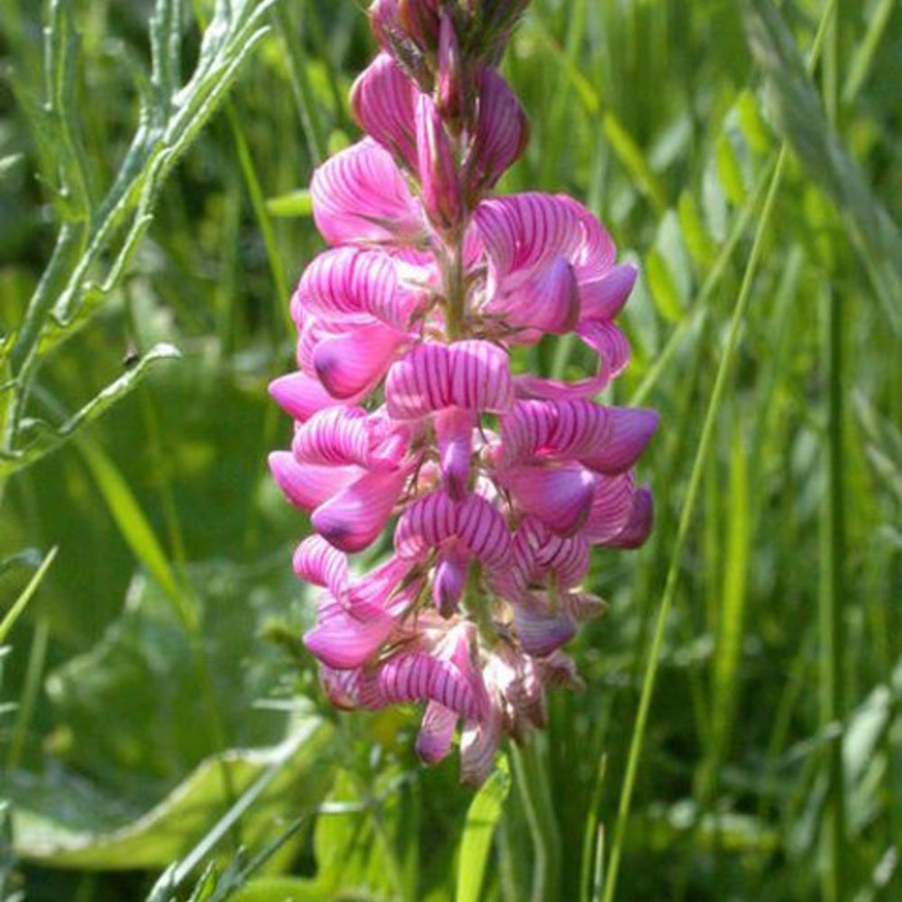 Onobrychis Viciifolia (Sainfoin) Plant Seeds for Planting – Heirloom, Non-GMO, Easy to Grow, Perennial