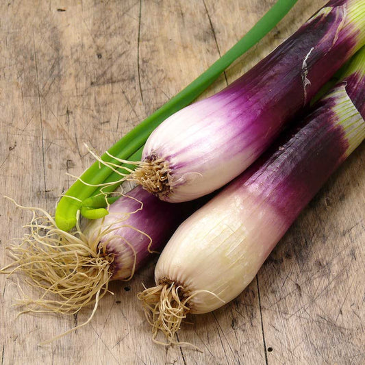 Apache Onion Vegetable Seeds