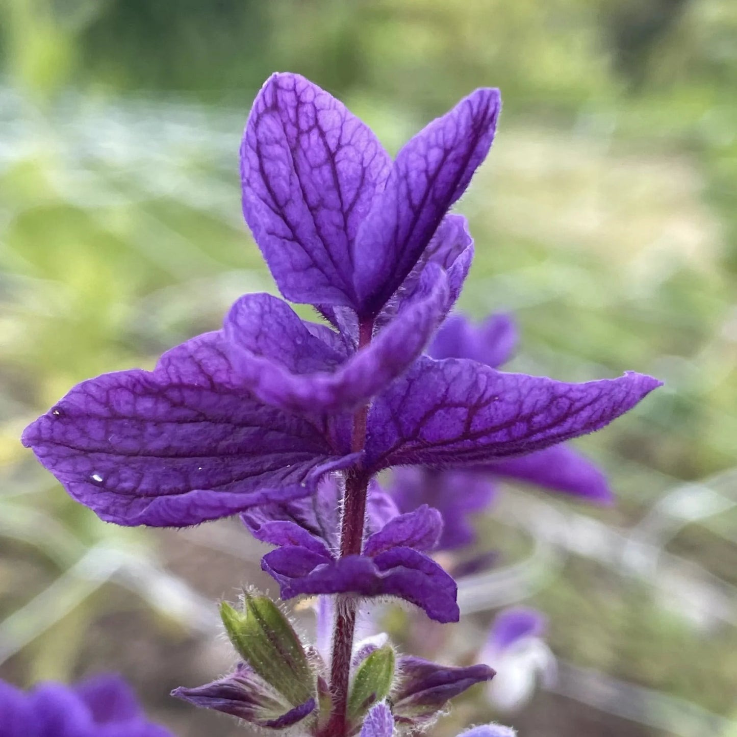 Salvia Viridis Flower  Seeds