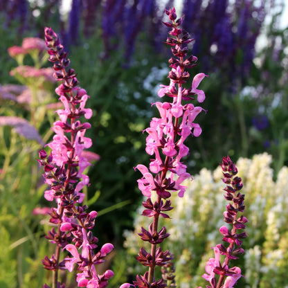 Salvia Sylvestris 'Rose Queen' Flower Seeds