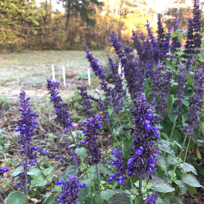 Blue Salvia Flower Seeds