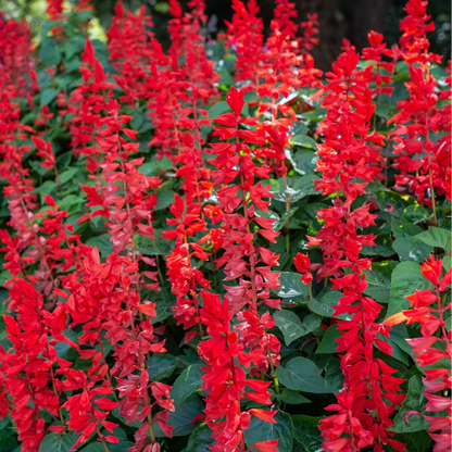 Scarlet Sage Flower Seeds (Salvia Red)