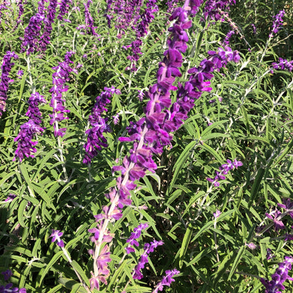 Salvia Leucantha Flower Seeds
