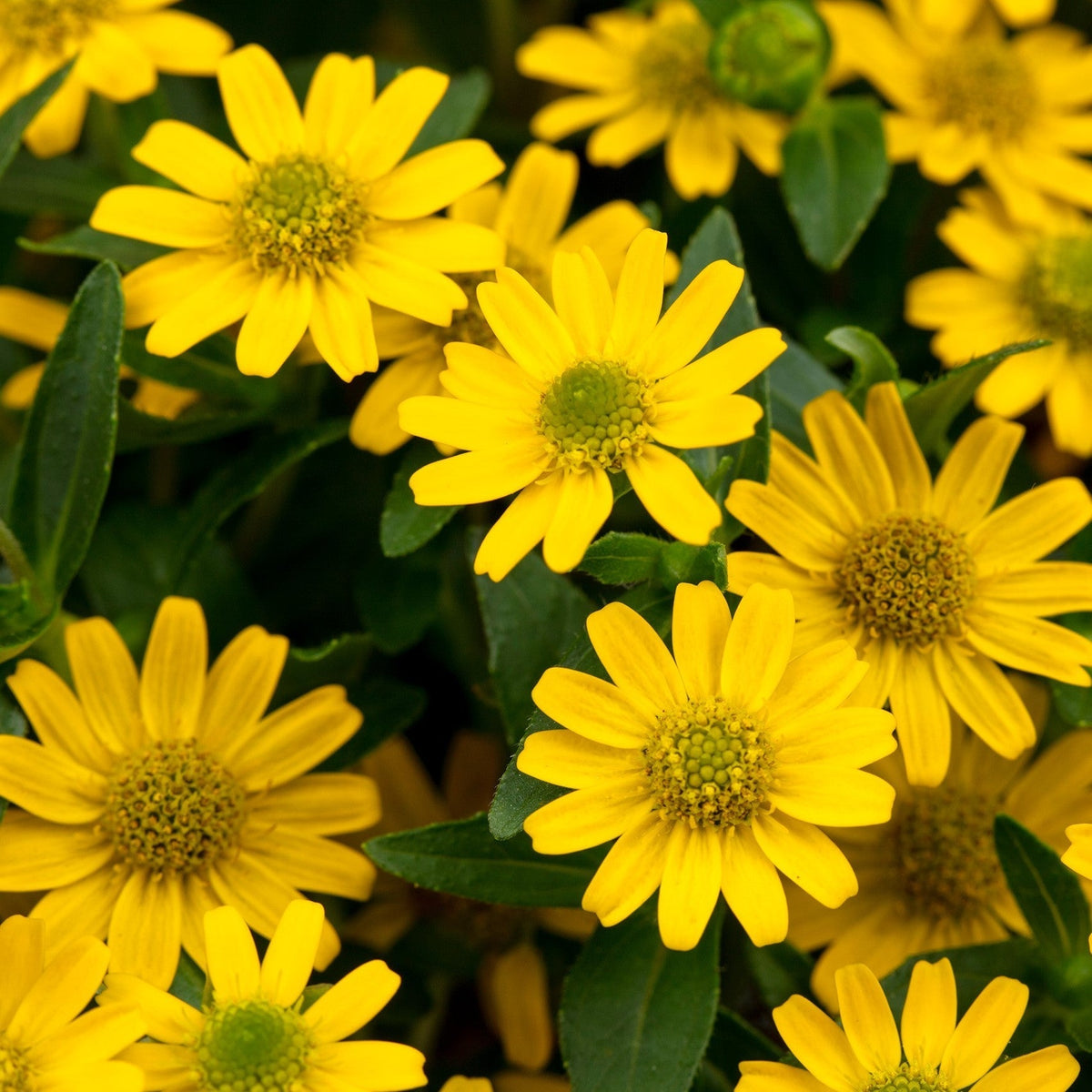 Yellow Sanvitalia Flower seeds for Planting - Shade Tolerant, Heirloom & GMO Free Seeds for Home Garden
 
 Sale for planting in home garden