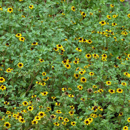 Sanvitalia Sunburst Flower Seeds