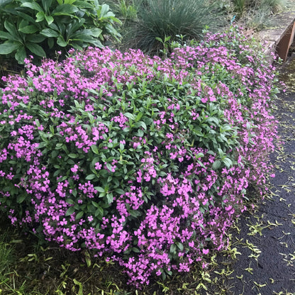 Pink Saponaria Ocymoides Flower seeds for Planting - Cottage Garden Essential, Heirloom & GMO Free Seeds for Home Garden