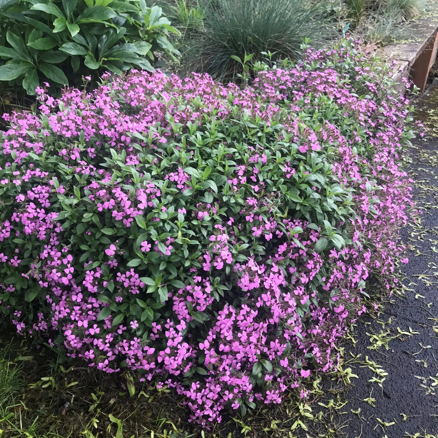 Saponaria Flower seeds for Planting Sun Loving Heirloom & GMO Free Seeds for Home Garden