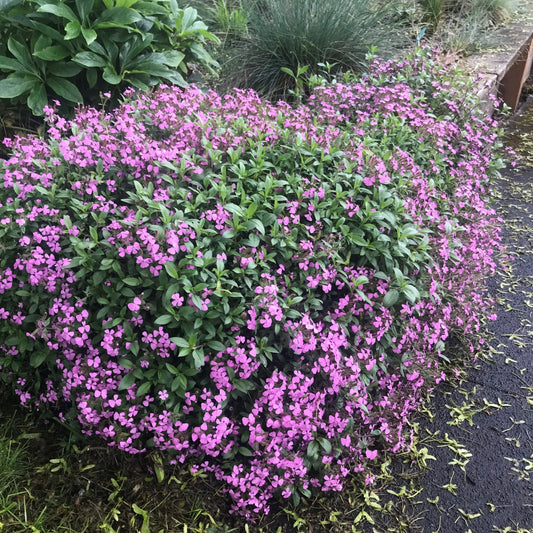 Saponaria Flower seeds for Planting Sun Loving Heirloom & GMO Free Seeds for Home Garden