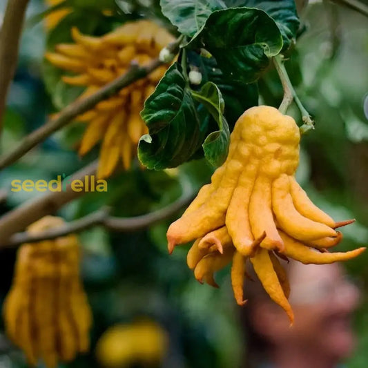 Sarcodactylis Seeds For Easy Planting, Quality Seeds For Your Garden heirloom non-gmo organic garden seeds