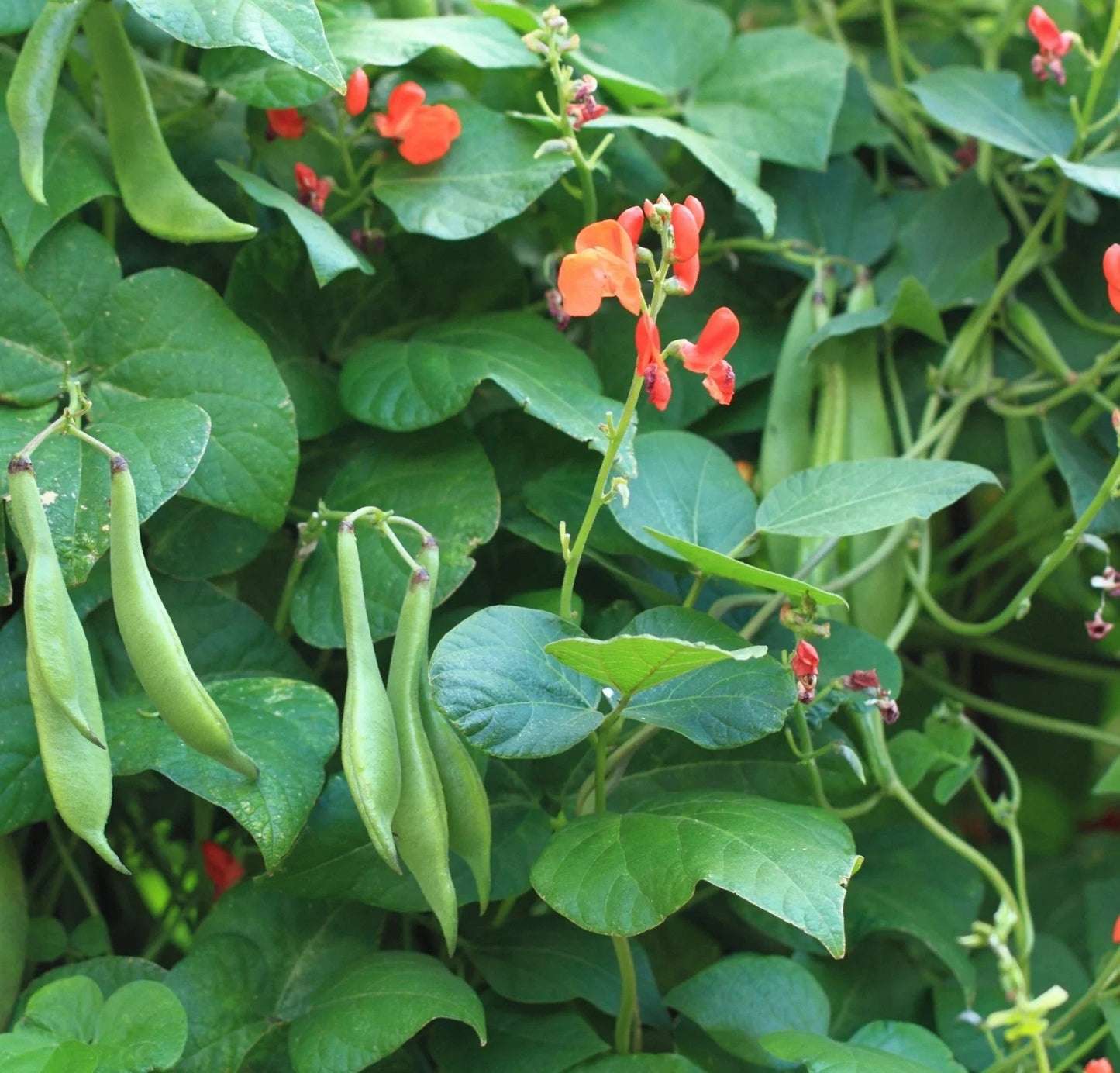 Scarlet Runner Bean Vegetable Seeds