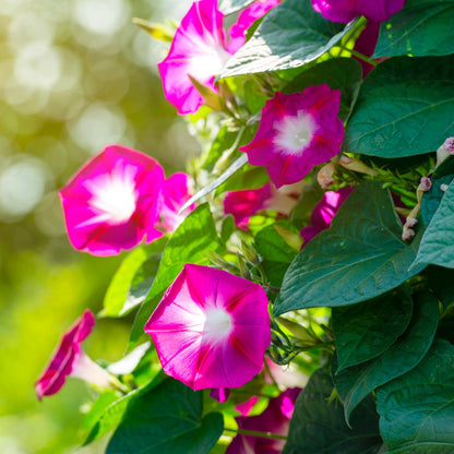 Crimson Rambler Morning Glory Flower Seeds