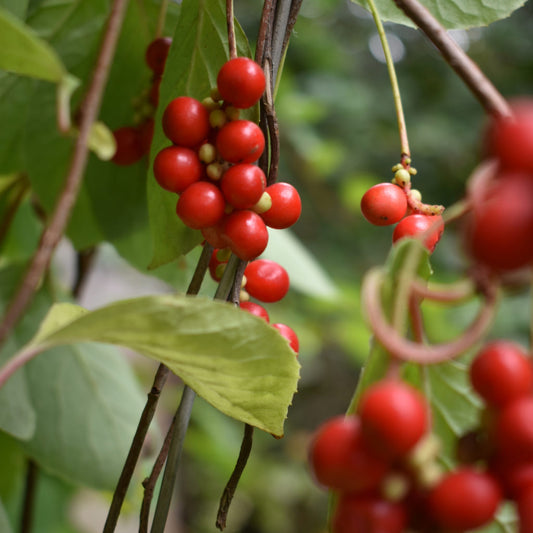 Fünf-Geschmacks-Beerenfruchtsamen