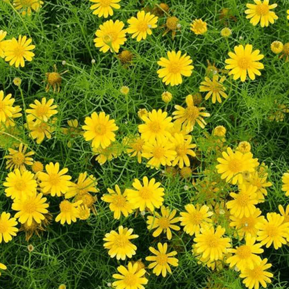 Dahlberg Daisy Flower Seeds