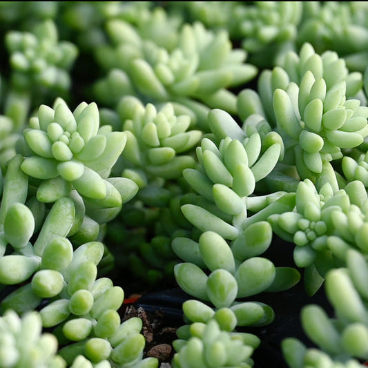 Sedum Sukkulentensamen