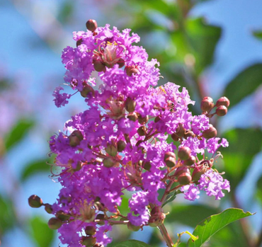 Purple Crepe Myrtle Flower Seeds