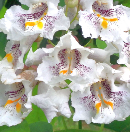 Northern Catalpa Flower Seeds