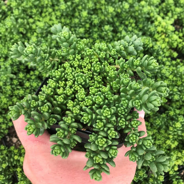 Green Sedum Album Flower seeds for Planting - Shade Tolerant, Heirloom & GMO Free Seeds for Home Garden