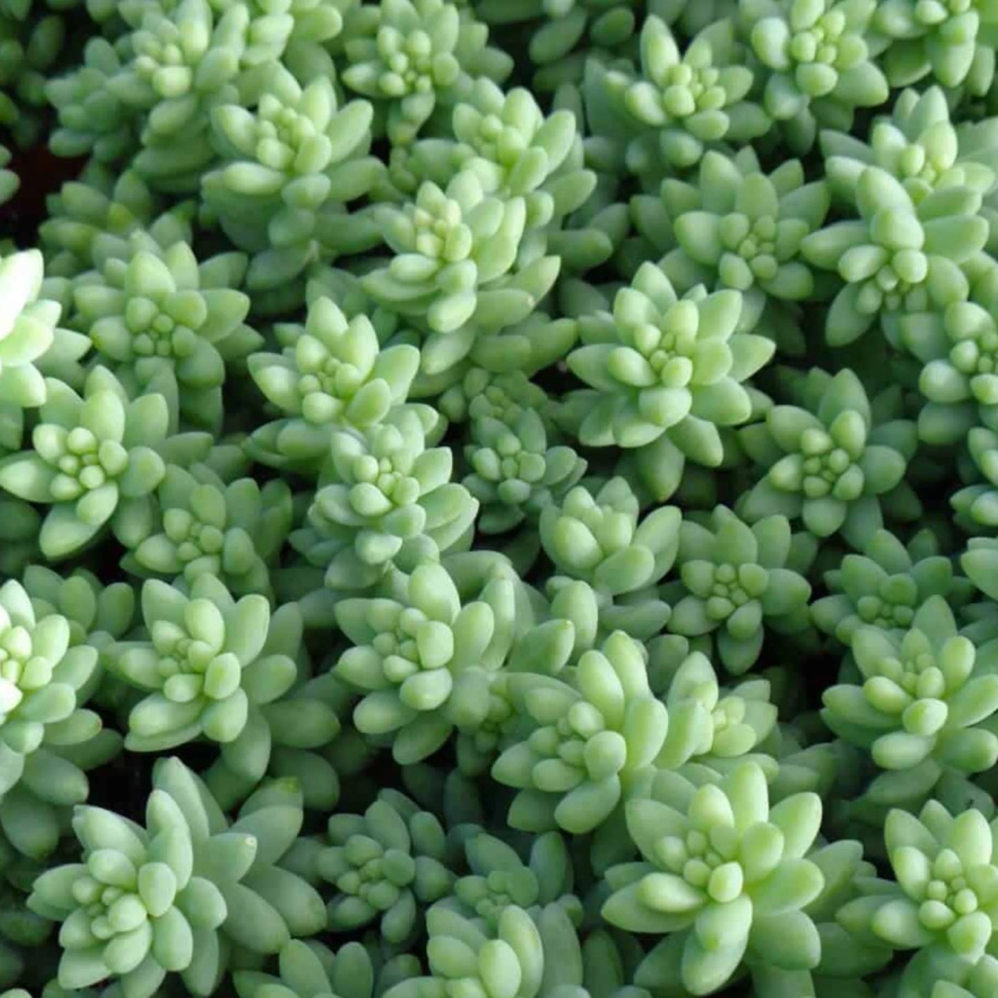 Sedum Sukkulentensamen