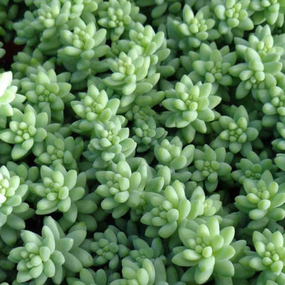 Sedum Sukkulentensamen