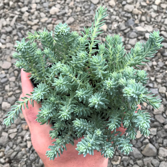 Sedum Rupestre Herb Seeds
