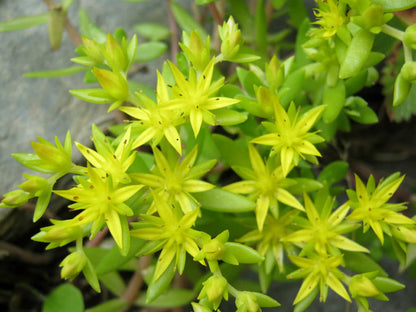 Gold Moss Sedum Flower Seeds