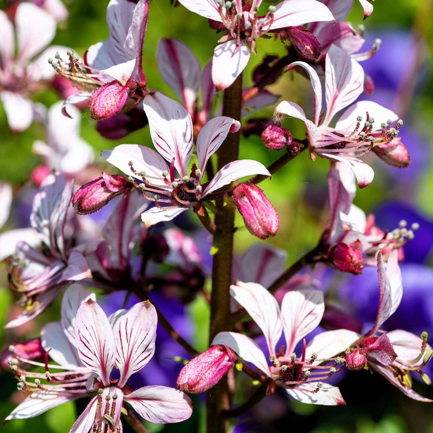 Dictamnus Albus Mixed Flower Seeds