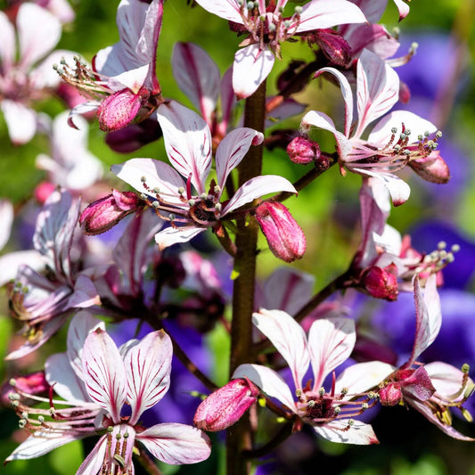 Dictamnus Albus Mixed Flower Seeds