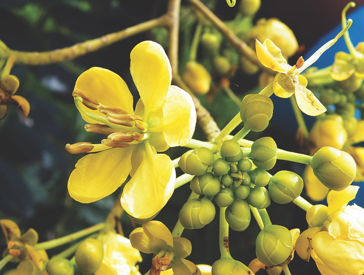 Cassia Siamea Flower Seeds