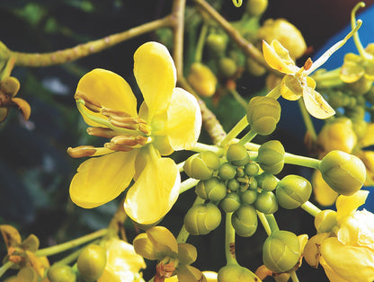 Cassia Siamea Flower Seeds