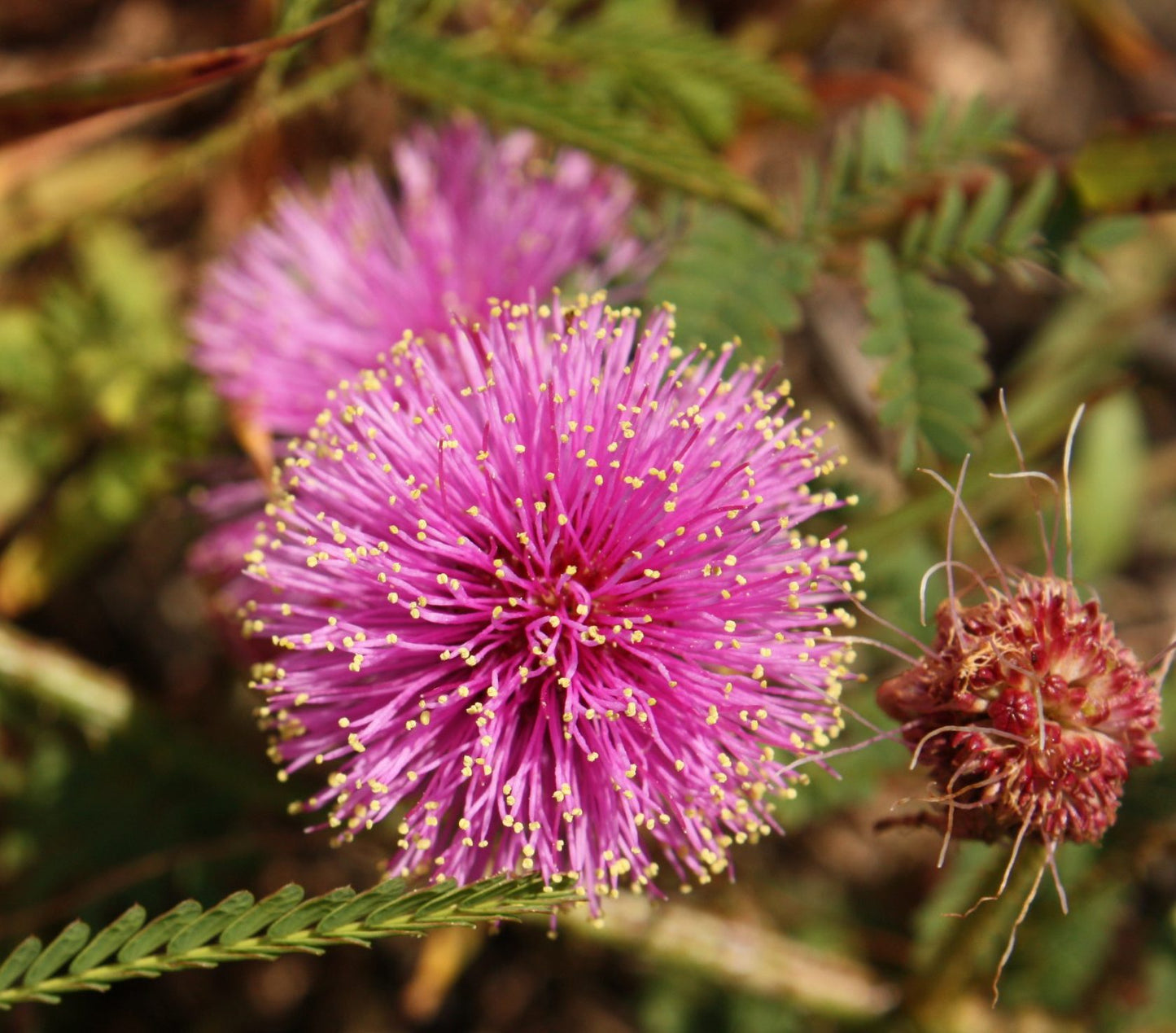 Mimosa Quadrivalvis Flower Seeds