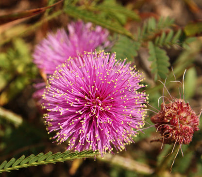 Mimosa Quadrivalvis Flower Seeds