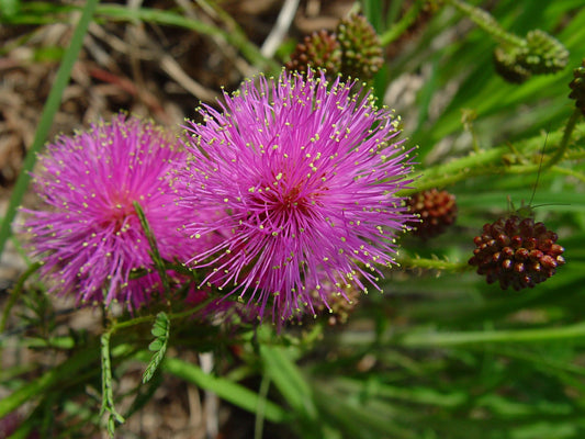 Mimosa Quadrivalvis Flower Seeds