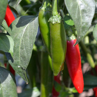 Serrano Pepper Vegetable Seeds