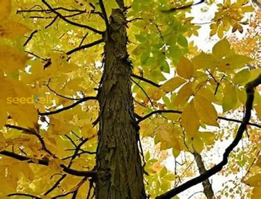 Shagbark Hickory Seeds For Planting heirloom non-gmo organic garden seeds
