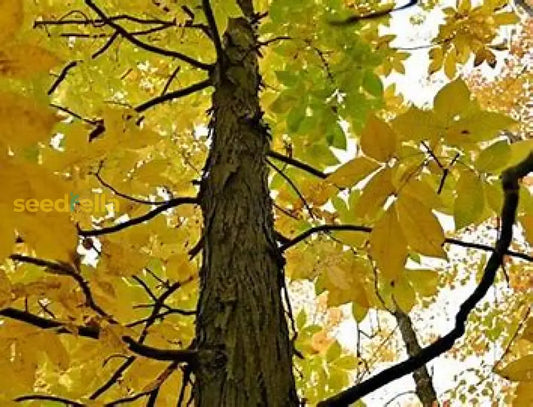 Shagbark Hickory Seeds For Planting heirloom non-gmo organic garden seeds