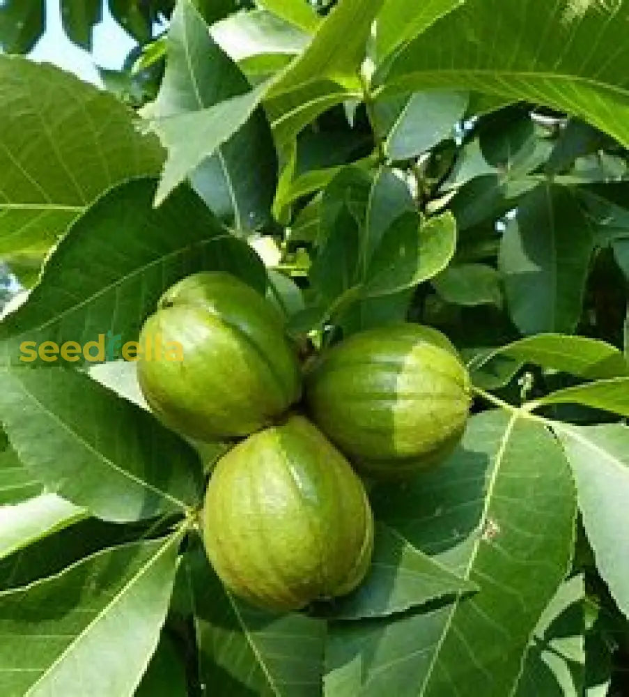 Shagbark-Hickory-Samen zum Pflanzen