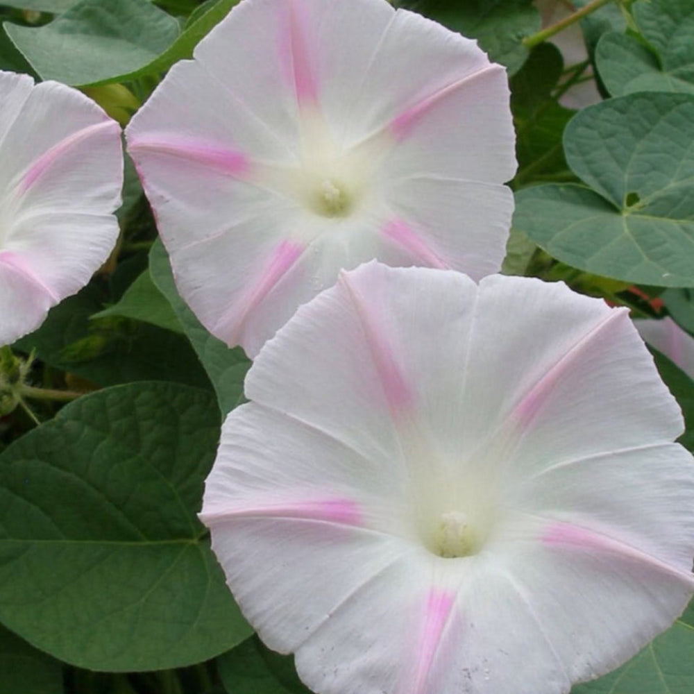 Shiva Morning Glory Flower Seeds