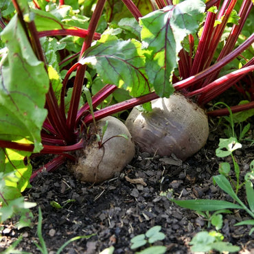 Detroit Dark Red Beet Vegetable Seeds for Planting – Heirloom, Non-GMO, Easy to Grow