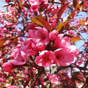 Flowering Crabapple Seeds