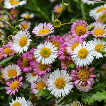 Mixed Karvinskianus Profusion Flower seeds for Planting - Perfect for Borders, Heirloom & GMO Free Seeds for Home Garden